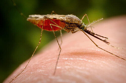 Mücken übertragen die tückische Virus-Erkrankung, Foto: nd.edu