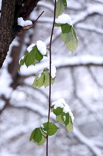 Letztes Blattgrün mit Schnee.