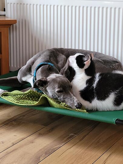 Hauskatze Snow putzt Hündin Clara (Greyhound)