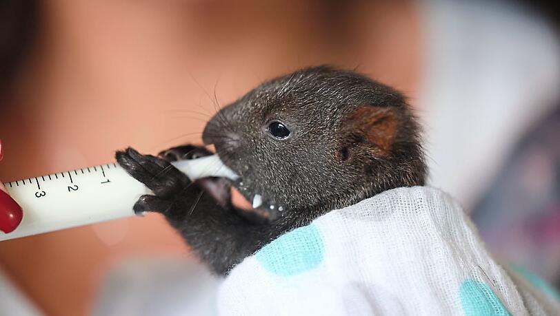 Mit ihren kleinen Pfoten umklammert Eichhörnchen Eni die Spritze. Darin ist Aufzuchtmilch.