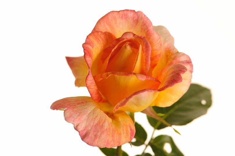 Die Rosenschau zeigt die vielen Facetten dieser Blume.