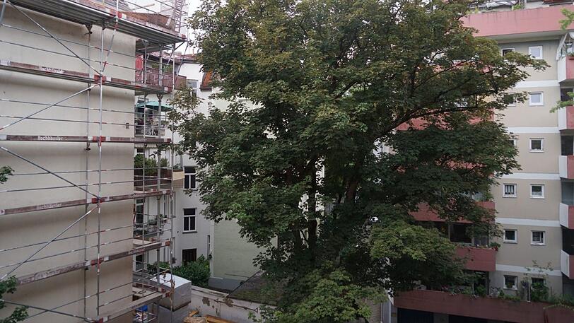 Stein des Anstoßes: dieser 100 Jahre alte Ahornbaum wird von einem Neubau bedroht.