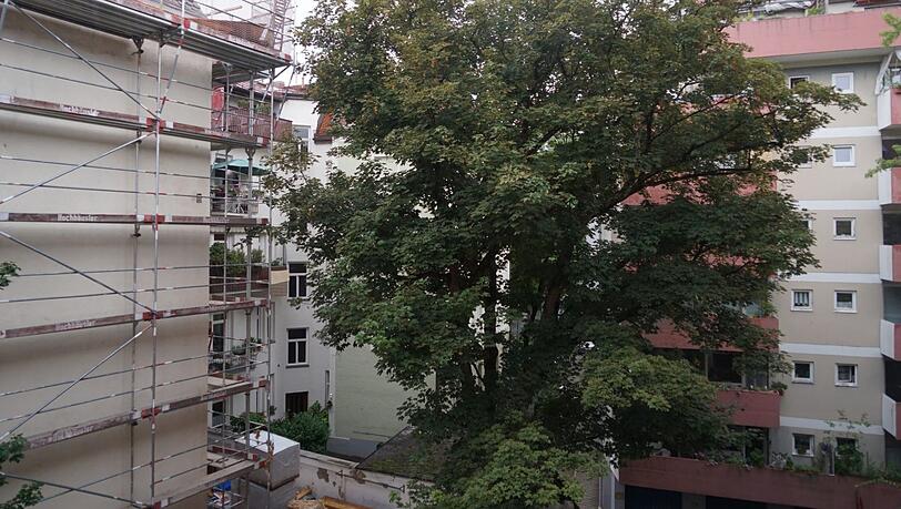Stein des Anstoßes: dieser 100 Jahre alte Ahornbaum wird von einem Neubau bedroht. Stein des Anstoßes: dieser 100 Jahre alte Ahornbaum wird von einem Neubau bedroht.