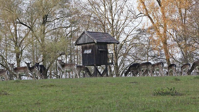 Der Wolf reißt ein älteres Damtier. Er beißt es am Hals tot.