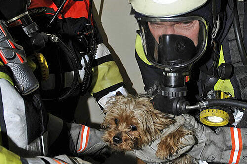 Im Bad fand die Feuerwehr einen kleinen Hund, der in einer Ecke kauerte