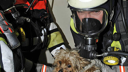 Im Bad fand die Feuerwehr einen kleinen Hund, der in einer Ecke kauerte Im Bad fand die Feuerwehr einen kleinen Hund, der in einer Ecke kauerte