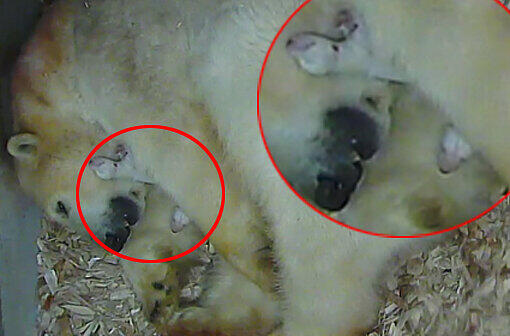 Noch taub und blind: Im roten Kringel sind die beiden Eisbären-Babys zu erkennen.