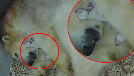 Noch taub und blind: Im roten Kringel sind die beiden Eisbären-Babys zu erkennen. Noch taub und blind: Im roten Kringel sind die beiden Eisbären-Babys zu erkennen.
