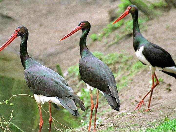 Die Schwarzstörche im Tierpark Hellabrunn in München haben Nachwuchs bekommen. Foto: Horst Pfeiffer/dpa/Archivbild