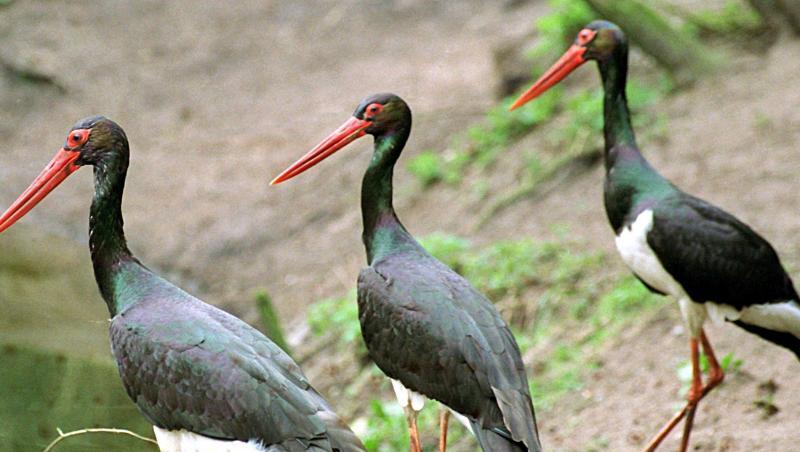 Die Schwarzstörche im Tierpark Hellabrunn in München haben Nachwuchs bekommen. Foto: Horst Pfeiffer/dpa/Archivbild Die Schwarzstörche im Tierpark Hellabrunn in München haben Nachwuchs bekommen. Foto: Horst Pfeiffer/dpa/Archivbild
