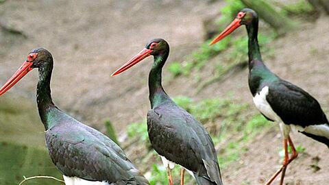 Die Schwarzstörche im Tierpark Hellabrunn in München haben Nachwuchs bekommen. Foto: Horst Pfeiffer/dpa/Archivbild