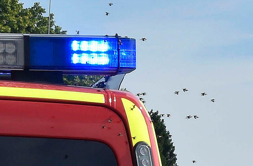 Käfer gegen Polizisten: Die Bilder zu einem denkwürdigen Einsatz.