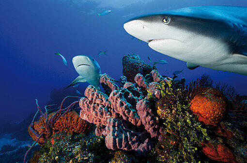 Wer die Wunder des Ozeans erleben will, braucht starke Nerven. Fotograf David Hettich schwimmt mit Haien.