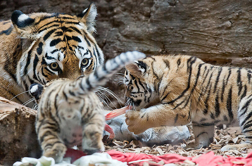 Die Tiger-Babys Aljoscha und Volodya aus dem Nürnberger Zoo.