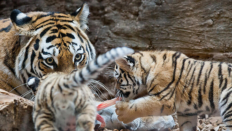 Die Tiger-Babys Aljoscha und Volodya aus dem Nürnberger Zoo. Die Tiger-Babys Aljoscha und Volodya aus dem Nürnberger Zoo.