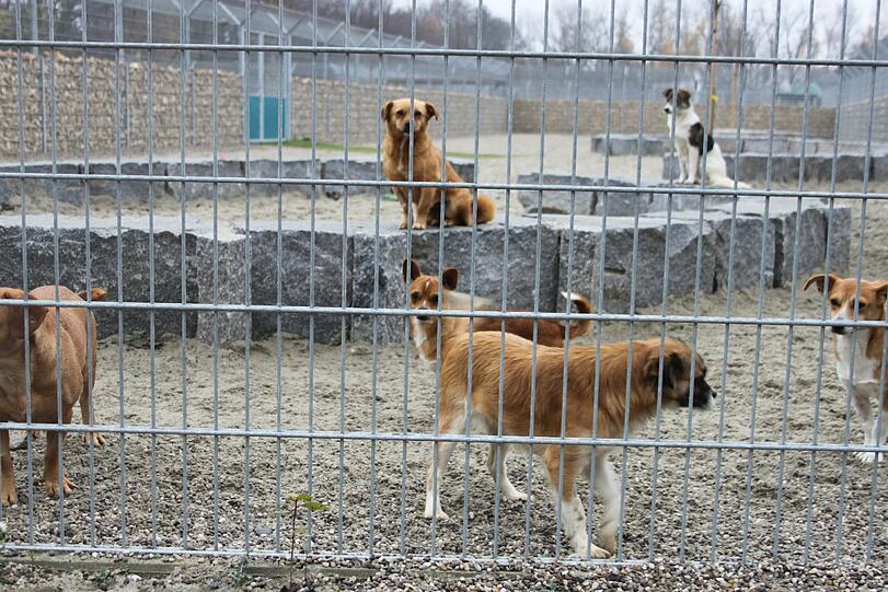 Hunde aus Rumänien im Münchner Tieheim. Leiter Karl-Heinz Joachim will jetzt aus Rumänien mindestens 30, wenn nicht sogar 40 weitere mitbringen.