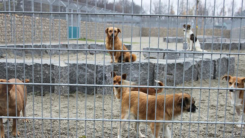 Hunde aus Rumänien im Münchner Tieheim. Leiter Karl-Heinz Joachim will jetzt aus Rumänien mindestens 30, wenn nicht sogar 40 weitere mitbringen. Hunde aus Rumänien im Münchner Tieheim. Leiter Karl-Heinz Joachim will jetzt aus Rumänien mindestens 30, wenn nicht sogar 40 weitere mitbringen.