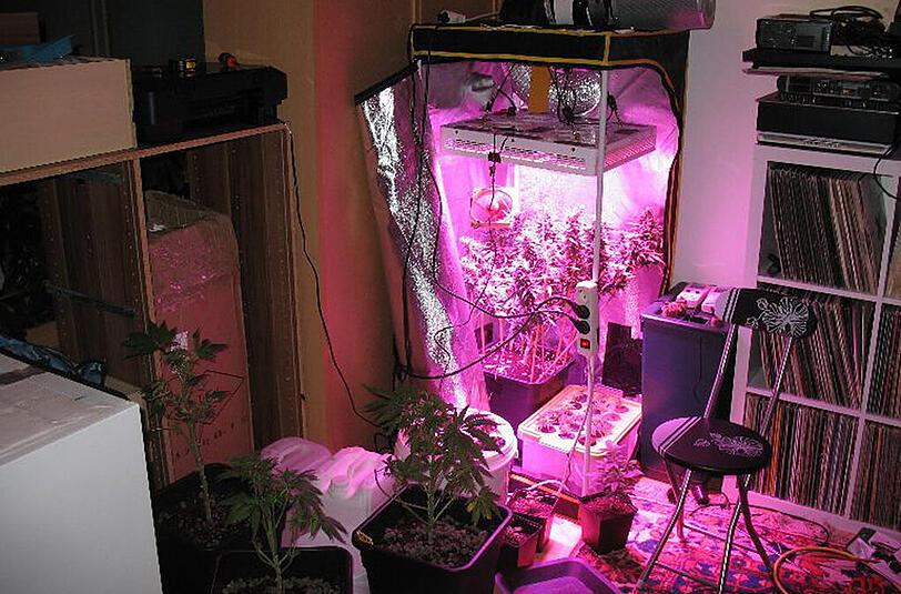 In der Wohnung des Dealers fand die Polizei eine ausgeklügelte Cannabis-Aufzucht.