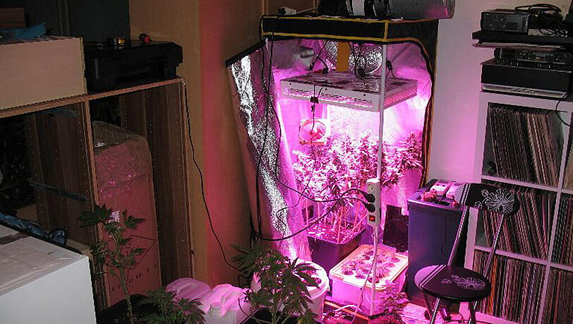 In der Wohnung des Dealers fand die Polizei eine ausgeklügelte Cannabis-Aufzucht.