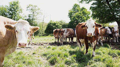 Nachhaltiges Wirtschaften macht Mensch und Kuh glücklich.