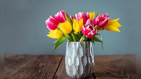 Tulpen geh&ouml;ren zu den beliebtesten Fr&uuml;hlingsboten.