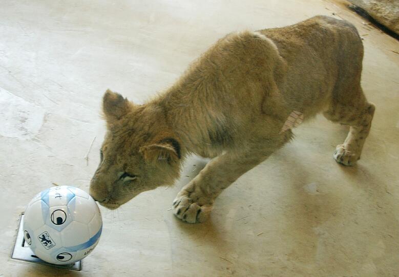 Zwei einjährige Löwenjungs wohnen seit einigen Tagen im Tierpark Hellabrunn. Und der TSV 1860 hat für sie eine Patenschaft übernommen. Klicken Sie durch die besten Aufnahmen von den verspielten Tieren!
