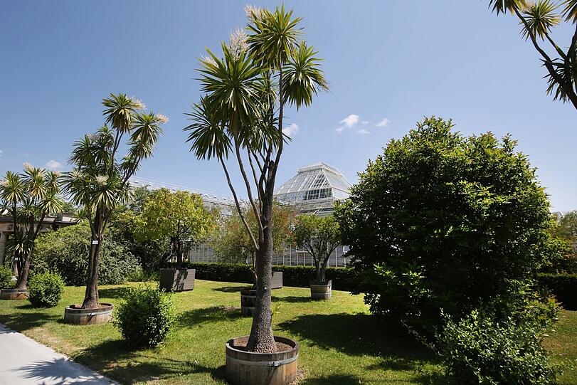 Palmen säumen manche Wege im Botanischen Garten, fast wie in einem Urlaub weit weg von München.