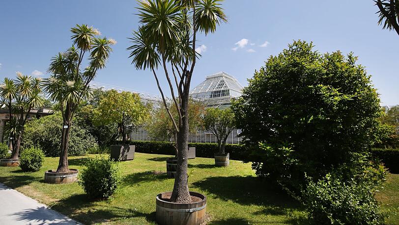 Palmen säumen manche Wege im Botanischen Garten, fast wie in einem Urlaub weit weg von München. Palmen säumen manche Wege im Botanischen Garten, fast wie in einem Urlaub weit weg von München.
