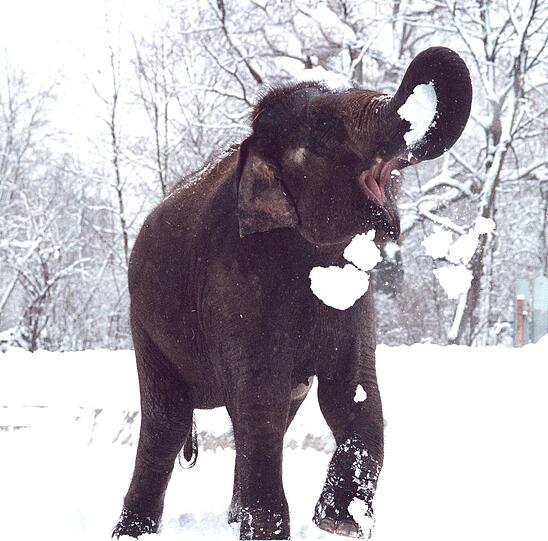 Hier ein Foto aus dem Jahr 2000: Da tobt die 7 Tonnen Dame übermüntig durch den Schnee.
