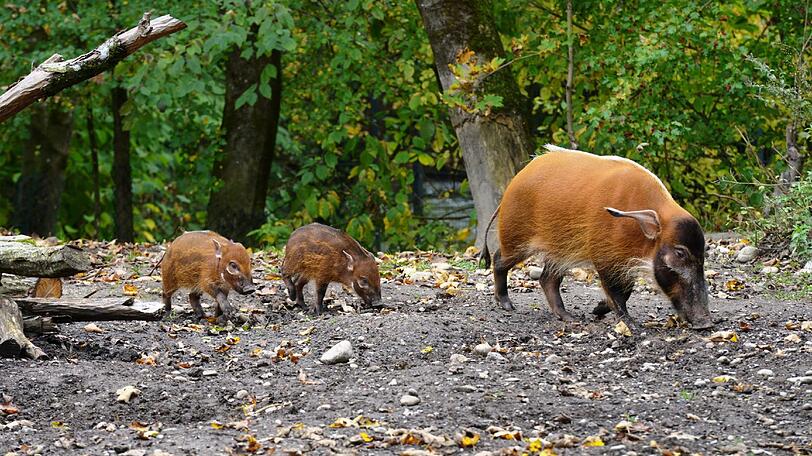 Der erste Ausflug der Pinselohrschwein-Familie nach draußen. Ganz schön aufregend für die kleinen Ferkel.