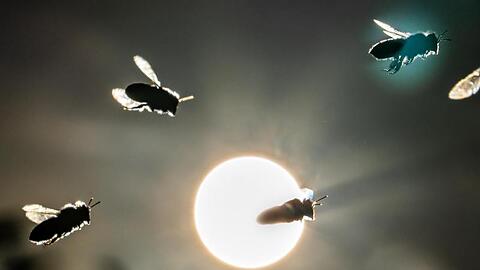 Bienen fliegen vor der tief stehenden Sonne. Foto: Frank Rumpenhorst/Archiv