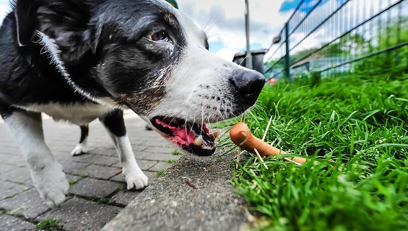 Ein Hund möchte eine Wurst mit spitzen Holzspießen verschlingen. Dabei handelt es sich um eine der vielen Varianten der Giftköder gegen Hunde.