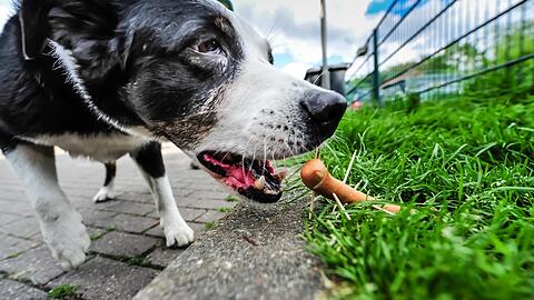 Ein Hund möchte eine Wurst mit spitzen Holzspießen verschlingen. Dabei handelt es sich um eine der vielen Varianten der Giftköder gegen Hunde.