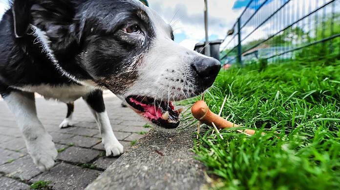 Ein Hund möchte eine Wurst mit spitzen Holzspießen verschlingen. Dabei handelt es sich um eine der vielen Varianten der Giftköder gegen Hunde.