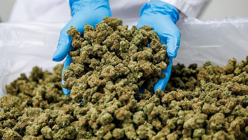 Importe von Medizinal-Cannabis steigen stark. (Archivbild) Importe von Medizinal-Cannabis steigen stark. (Archivbild)