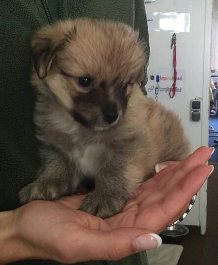 Der kleine "Pepe": Eine Polizeibeamtin hat sich um das Hundebaby gekümmert.