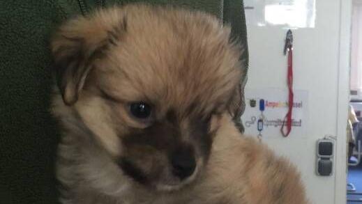 Der kleine "Pepe": Eine Polizeibeamtin hat sich um das Hundebaby gekümmert. Der kleine "Pepe": Eine Polizeibeamtin hat sich um das Hundebaby gekümmert.
