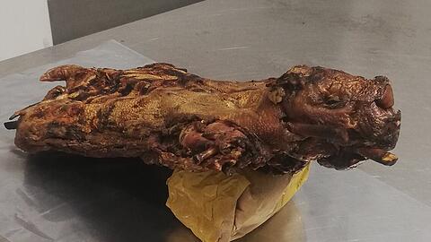 Das Nagetier der Gattung Agutis, zubereitet als Braten.