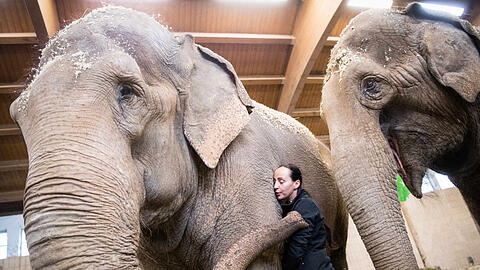Jana-Mandana Lacey-Krone, Direktorin des Circus Krone, streichelt im Elefantenhaus auf dem Gelände des Circus Krone die indische Elefantenkuh Bara (44 Jahre). Rechts läuft Elefantenkuh Burma (44 Jahre).