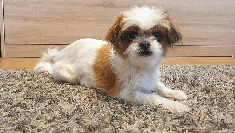 Dolly