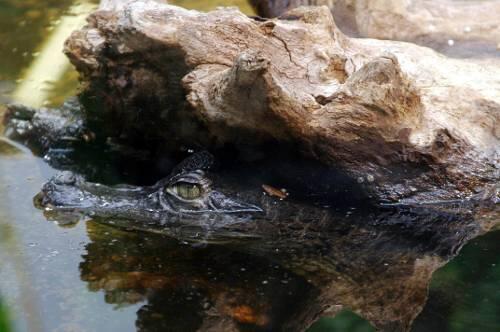 War es ein Kaimann: Dieses Minikrokodil schwamm in einem Münchner  Schaubecken.