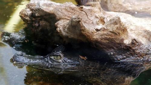 War es ein Kaimann: Dieses Minikrokodil schwamm in einem Münchner Schaubecken. War es ein Kaimann: Dieses Minikrokodil schwamm in einem Münchner Schaubecken.