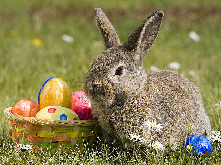 Ostern verbindet man unweigerlich mit dem Osterhasen, der die Ostereier bringt. Doch woher kommen die Osterbräuche eigentlich?