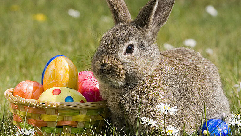 Ostern verbindet man unweigerlich mit dem Osterhasen, der die Ostereier bringt. Doch woher kommen die Osterbräuche eigentlich? Ostern verbindet man unweigerlich mit dem Osterhasen, der die Ostereier bringt. Doch woher kommen die Osterbräuche eigentlich?