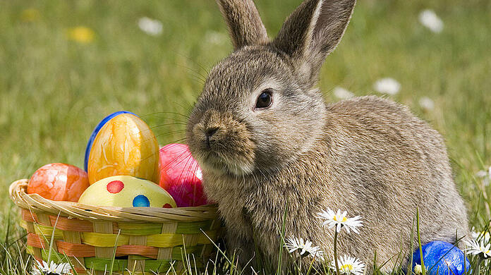 Ostern verbindet man unweigerlich mit dem Osterhasen, der die Ostereier bringt. Doch woher kommen die Osterbräuche eigentlich?