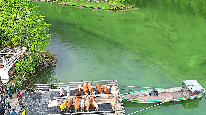 Auch in diesem Jahr findet der Almauftrieb über den Königssee statt.