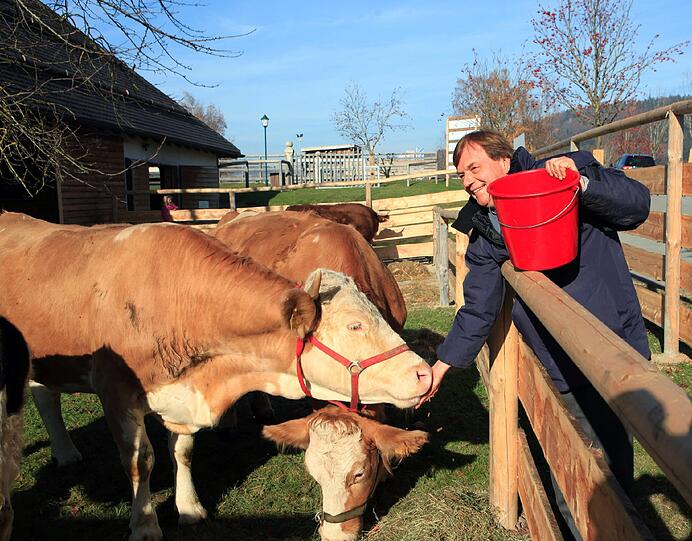 Auf "Gut Aiderbichl": Kuh Yvonne darf endlich die Freiheit genießen. Nach einer mehr als zehnwöchigen
Quarantäne im Stall darf der bayerische Sommerloch-Star, die Waldkuh
Yvonne, wieder an die frische Luft.