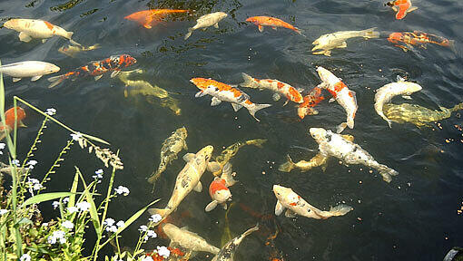 Koi-Karpfen - ein teures Hobby. Manche der Tiere kosten mehrere tausend Euro. Koi-Karpfen - ein teures Hobby. Manche der Tiere kosten mehrere tausend Euro.