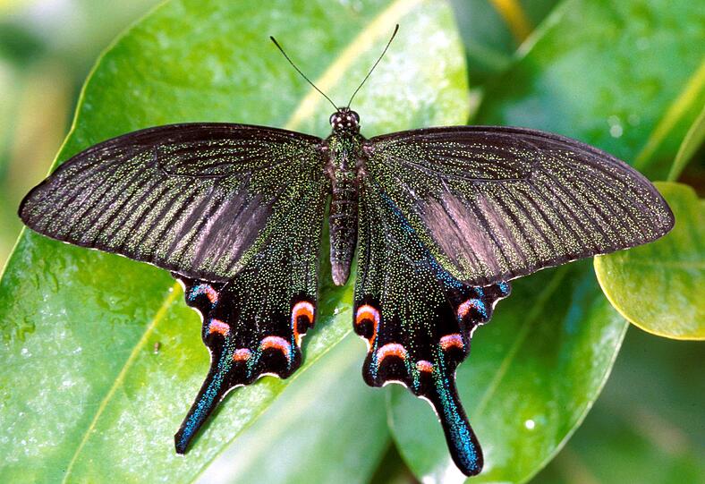 Papilio Bianor ist der wissenschaftliche Name dieses Prachtkerls. Foto: ho