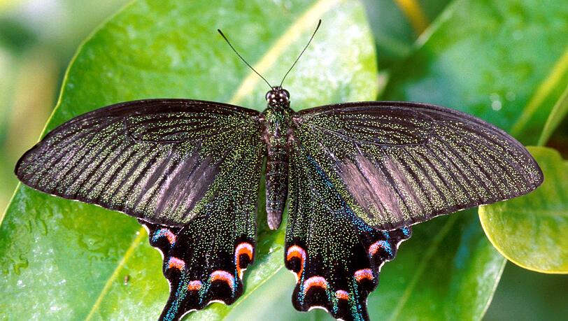 Papilio Bianor ist der wissenschaftliche Name dieses Prachtkerls. Foto: ho Papilio Bianor ist der wissenschaftliche Name dieses Prachtkerls. Foto: ho